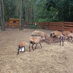 polkolonie_letnie_w_sp7_ (51).jpg