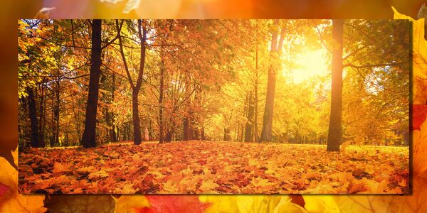 autumn.jpg